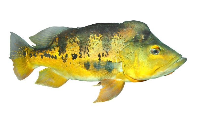 Den bas- fisken. royaltyfria foton