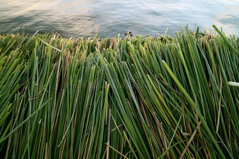 Den berömda Uros Floating Islands som byggs med Totora vasser, sjö Titicaca, Puno, Peru, Sydamerika royaltyfri foto Den berömda Uros Floating Islands som byggs med Totora vasser, sjö Titicaca, Puno, Peru, Sydamerika royaltyfri foto