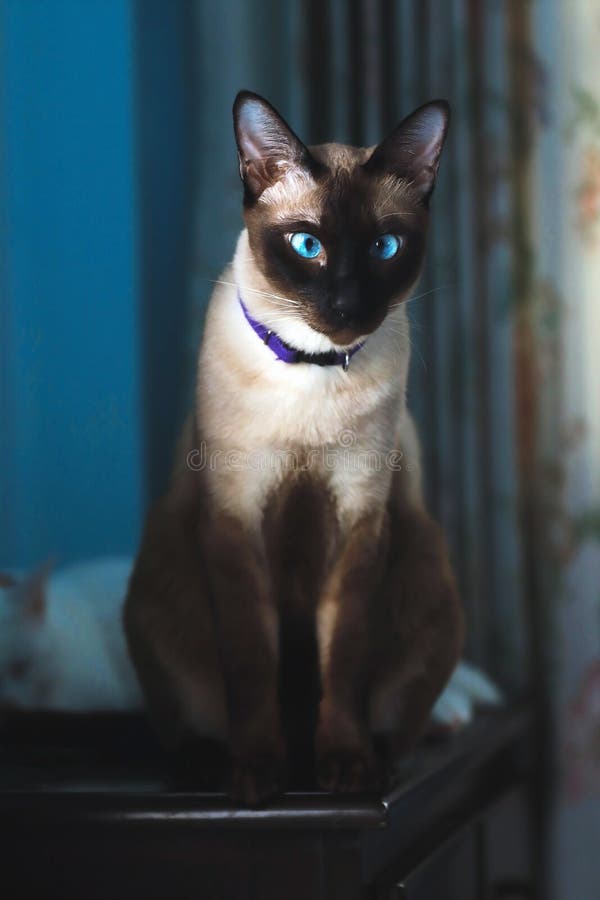 den bl?a katten eyes siamese fotografering för bildbyråer den bl?a katten eyes siamese fotografering för bildbyråer