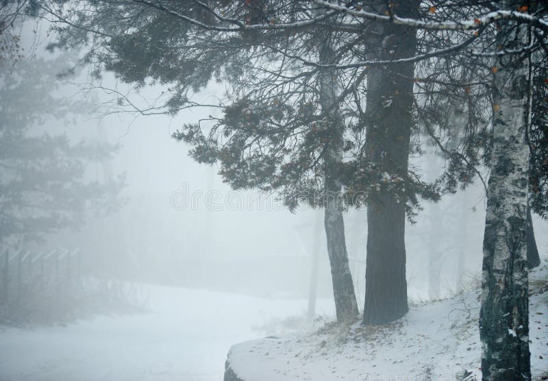Den blinda vägen i vinter sörjer trädskogen royaltyfri fotografi Den blinda vägen i vinter sörjer trädskogen royaltyfri fotografi