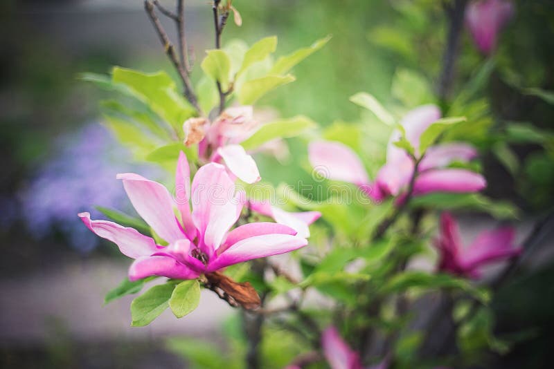 Den blommande magnolian blommar i trädgården arkivfoton Den blommande magnolian blommar i trädgården arkivfoton