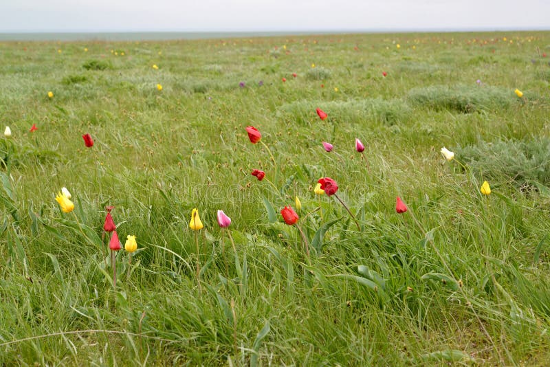 Den blomstra stäppen för tulpan för Shrenk ` s på våren Kalmykia arkivbilder Den blomstra stäppen för tulpan för Shrenk ` s på våren Kalmykia arkivbilder