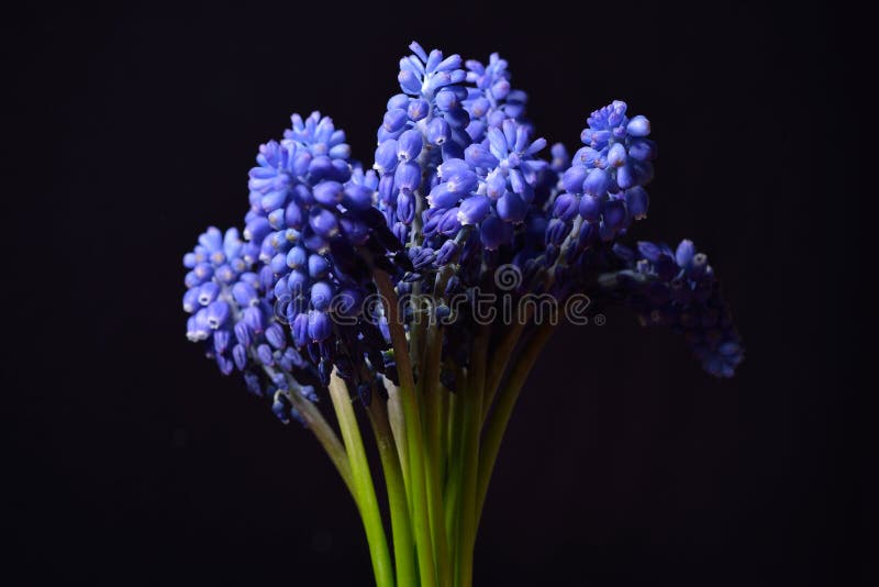 Den blåa druvahyacinten, Muscariarmeniacum blommar med stark cont royaltyfri fotografi Den blåa druvahyacinten, Muscariarmeniacum blommar med stark cont royaltyfri fotografi