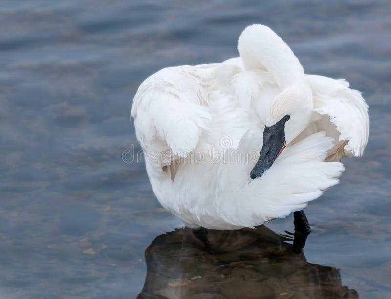 den buccinator cygnusen putsar swantrumpetare arkivbild den buccinator cygnusen putsar swantrumpetare arkivbild