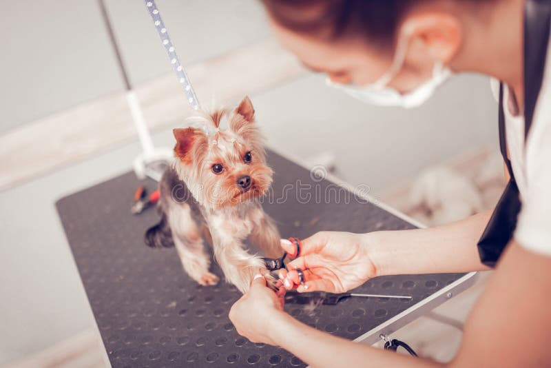 Den bästa sikten av kvinnaklipp spikar för gullig liten hund royaltyfria bilder Den bästa sikten av kvinnaklipp spikar för gullig liten hund royaltyfria bilder