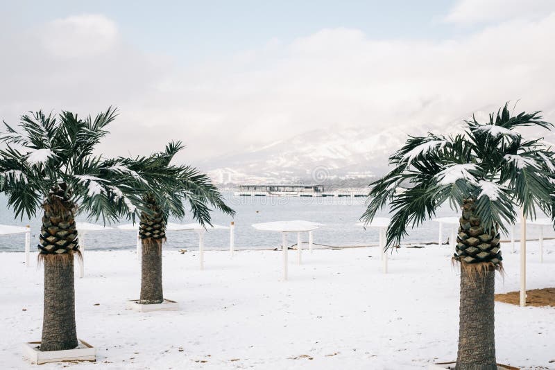 Den centrala stranden av gelendzhik med palmträd och markörområdet i bakgrunden under vintersäsongen.. royaltyfria bilder Den centrala stranden av gelendzhik med palmträd och markörområdet i bakgrunden under vintersäsongen.. royaltyfria bilder