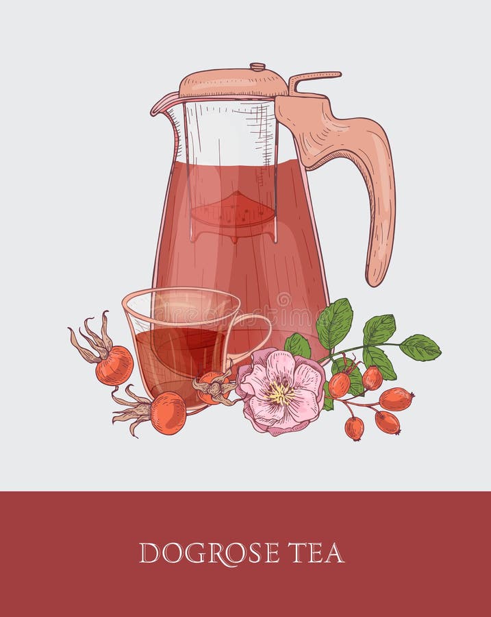 Den detaljerade teckningen av den glass tillbringaren med filtert, kopp te och hunden steg blommor, sidor och röda höfter eller f vektor illustrationer