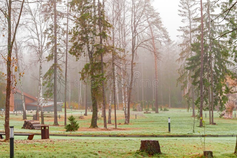 Den dimmiga hösten parkerar i molnigt kallt väder, dystra målarfärger av nedgången Öde skogfrost på grönt gräs