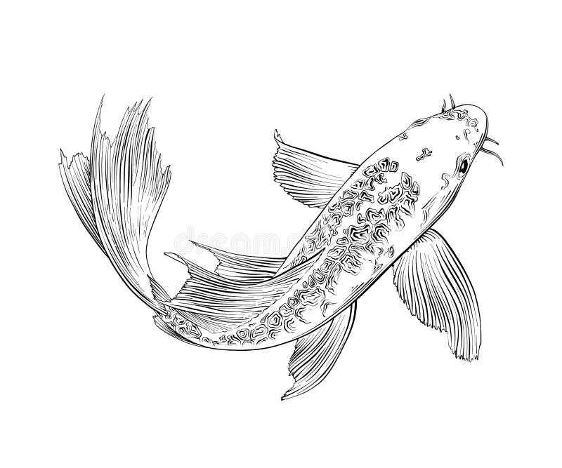 Den drog handen skissar av den japanska karpfisken som isoleras på vit bakgrund Detaljerad tappningetsningteckning vektor illustrationer Den drog handen skissar av den japanska karpfisken som isoleras på vit bakgrund Detaljerad tappningetsningteckning vektor illustrationer