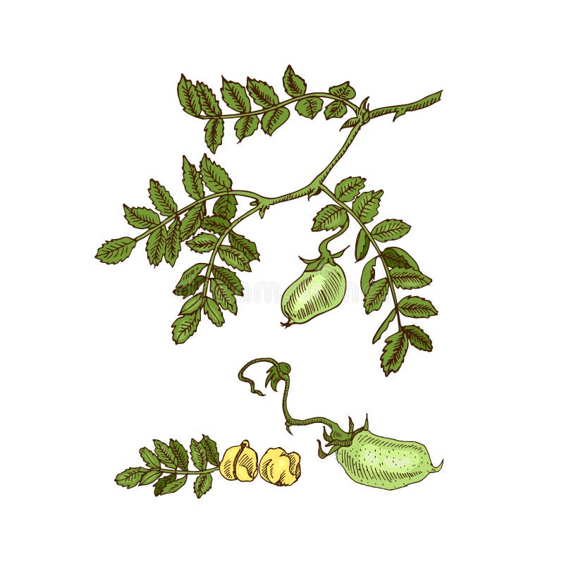 Den drog handen skissar sojabönor, kikärten, bönan, linsväxt också vektor för coreldrawillustration vektor illustrationer Den drog handen skissar sojabönor, kikärten, bönan, linsväxt också vektor för coreldrawillustration vektor illustrationer
