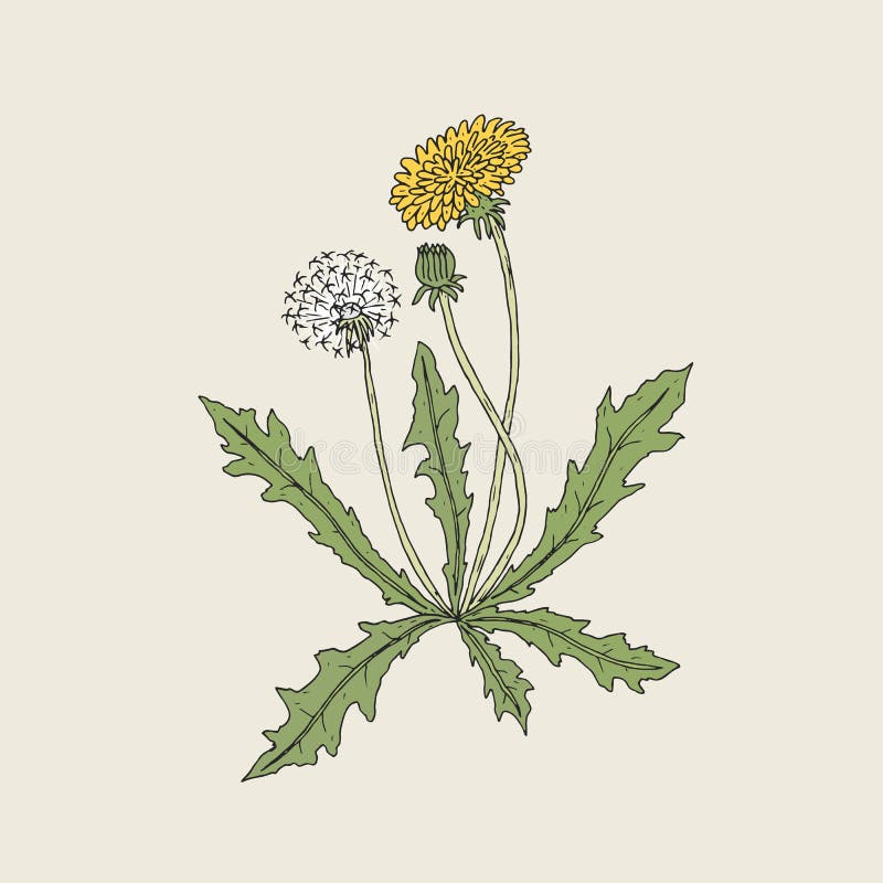 Den eleganta detaljerade teckningen av maskrosväxten med den gula blomman, kärnar ur huvudet och knoppen som växer på stammen och royaltyfri illustrationer