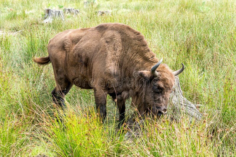 Den europeiska bisonwisenten, Zubr betar in i sommar royaltyfri fotografi Den europeiska bisonwisenten, Zubr betar in i sommar royaltyfri fotografi