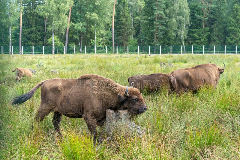 Den europeiska bisonwisenten, Zubr betar in i sommar royaltyfri bild Den europeiska bisonwisenten, Zubr betar in i sommar royaltyfri bild