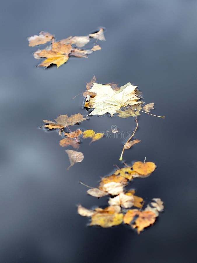 Den fallna hösten blad flodyellow royaltyfri bild