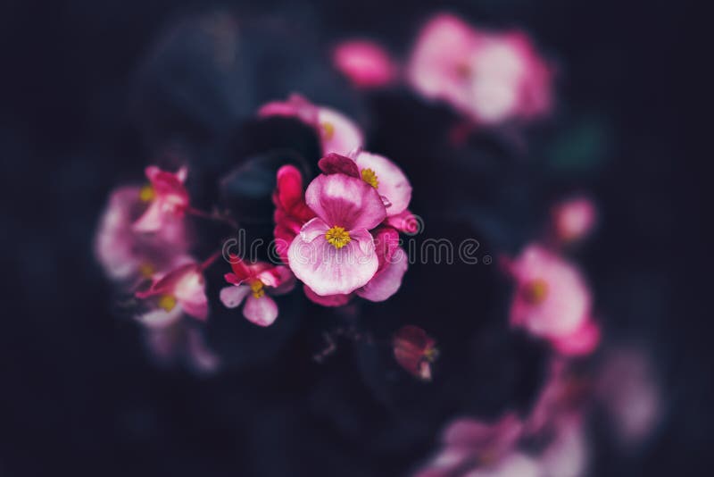 den felika drömlika magiska rosa lilan blommar på urblekt oskarp bakgrund som tonas med instagramfilter i retro tappningstil med royaltyfri bild den felika drömlika magiska rosa lilan blommar på urblekt oskarp bakgrund som tonas med instagramfilter i retro tappningstil med royaltyfri bild