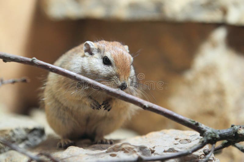 The fat sand rat with the branch. The fat sand rat with the branch.