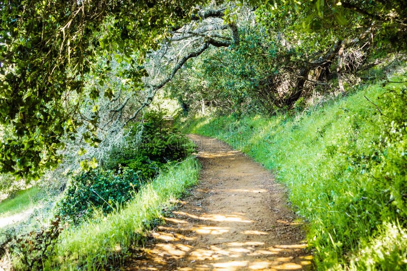 Den fotvandra slingan till och med skogarna av det Edgewood länet parkerar, San Francisco Bay område, Kalifornien royaltyfri fotografi Den fotvandra slingan till och med skogarna av det Edgewood länet parkerar, San Francisco Bay område, Kalifornien royaltyfri fotografi