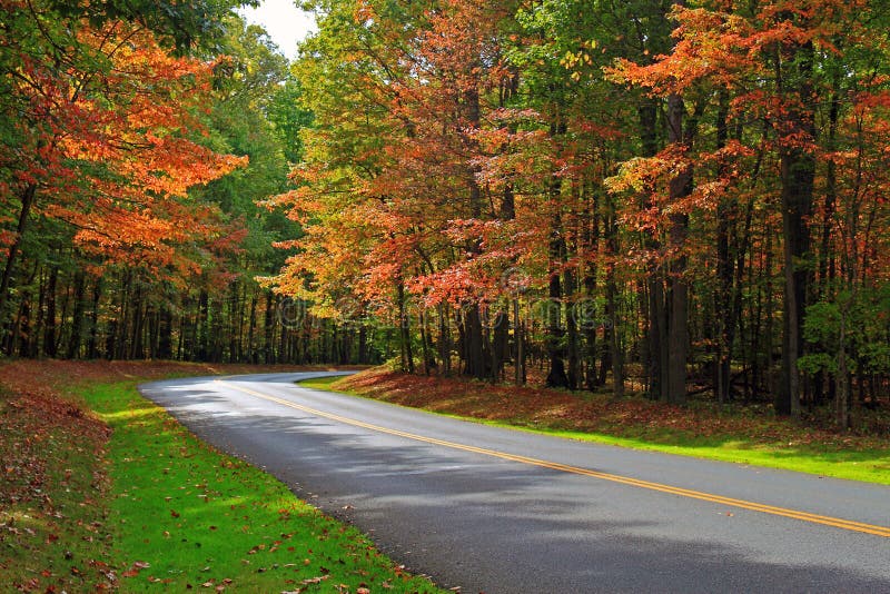 Autumn Forest Road royaltyfri fotografi Autumn Forest Road royaltyfri fotografi