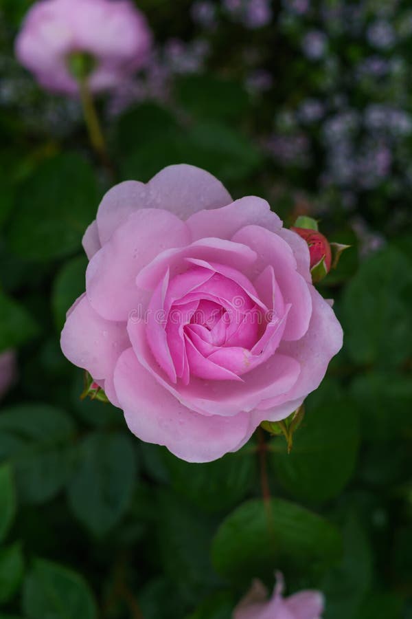Den färgrika, härliga delikata blomman steg i trädgården royaltyfri fotografi Den färgrika, härliga delikata blomman steg i trädgården royaltyfri fotografi