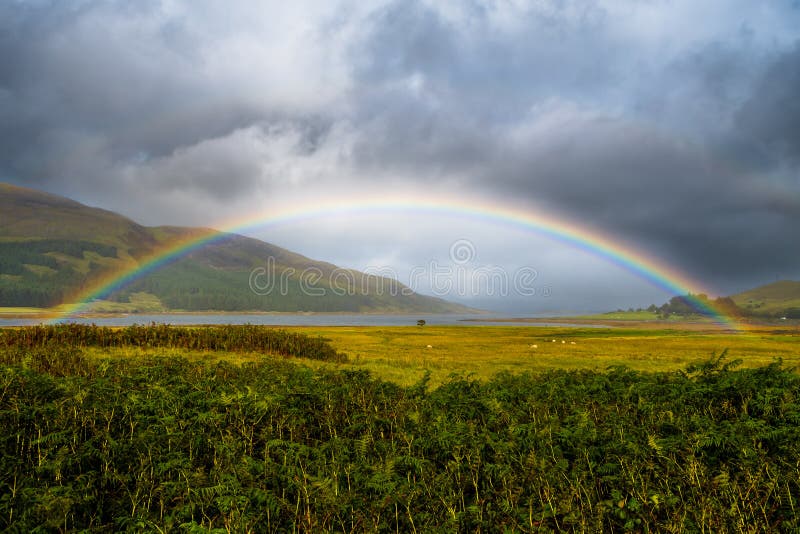 Den färgrika regnbågen över nytt betar med får på ön av Skye In Scotland royaltyfri bild Den färgrika regnbågen över nytt betar med får på ön av Skye In Scotland royaltyfri bild