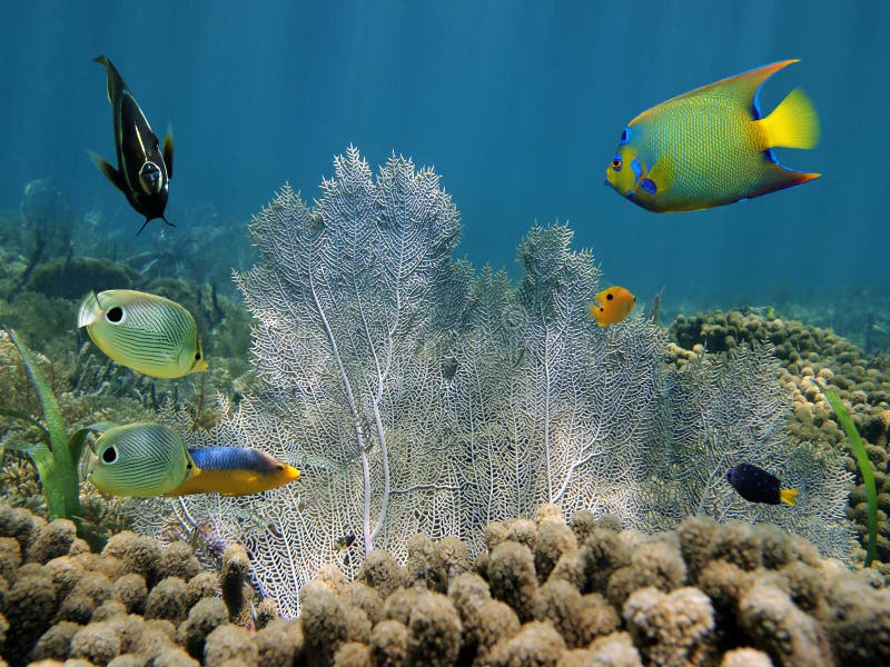 Den färgrika tropiska fisken och ett hav fläktar royaltyfri fotografi Den färgrika tropiska fisken och ett hav fläktar royaltyfri fotografi
