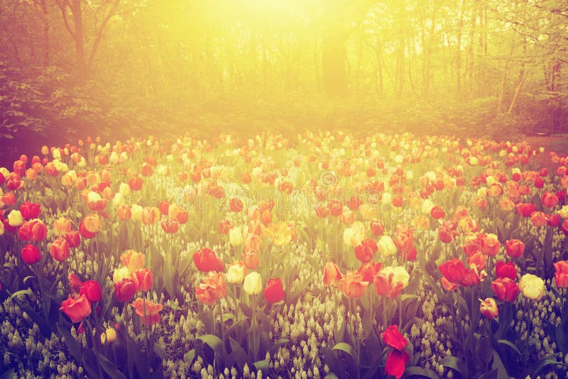 Colorful tulip flowers in the garden on sunny day in spring. Vintage, afternoon mood. Colorful tulip flowers in the garden on sunny day in spring. Vintage, afternoon mood.