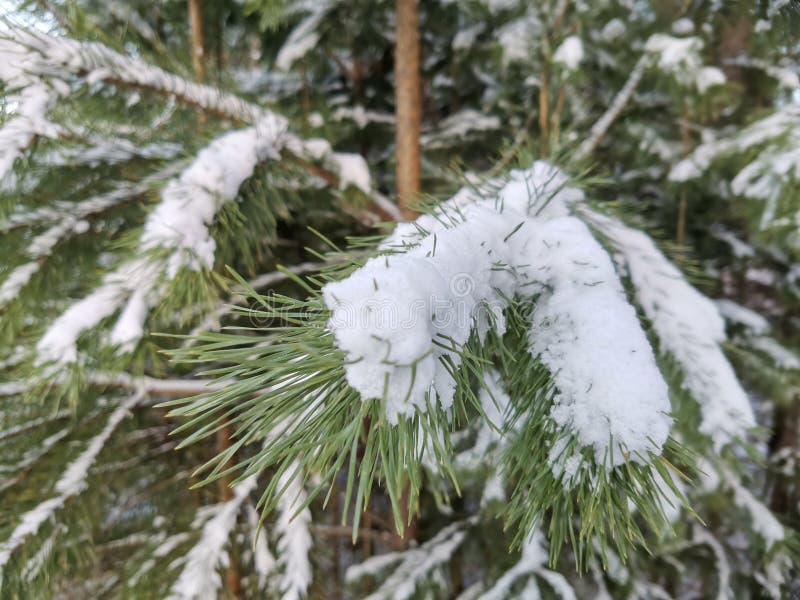 Den första snön royaltyfri foto Den första snön royaltyfri foto