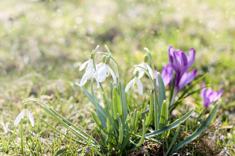 Den första våren blommar i ängen, knoppen av snödroppar, symbol av naturuppvaknandet i solljuset Ljus toning som ljusnar arkivfoto Den första våren blommar i ängen, knoppen av snödroppar, symbol av naturuppvaknandet i solljuset Ljus toning som ljusnar arkivfoto