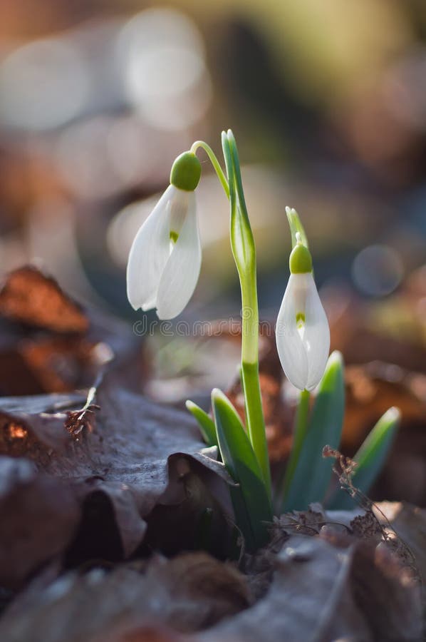 Den första våren blommar snödroppar royaltyfri bild Den första våren blommar snödroppar royaltyfri bild