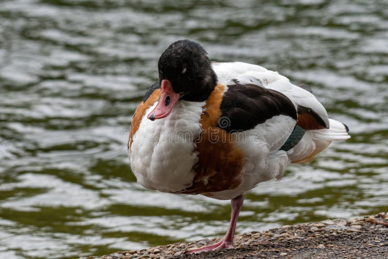 Den gemensamma shelducken, Tadornatadorna ?r art f?r en vattenf?gel av shelducksl?ktet, Tadorna arkivbilder Den gemensamma shelducken, Tadornatadorna ?r art f?r en vattenf?gel av shelducksl?ktet, Tadorna arkivbilder