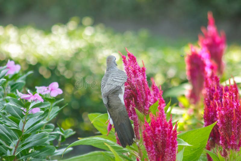 Den Geopelia striataen i parkerar med Celosiaargentea royaltyfri foto Den Geopelia striataen i parkerar med Celosiaargentea royaltyfri foto