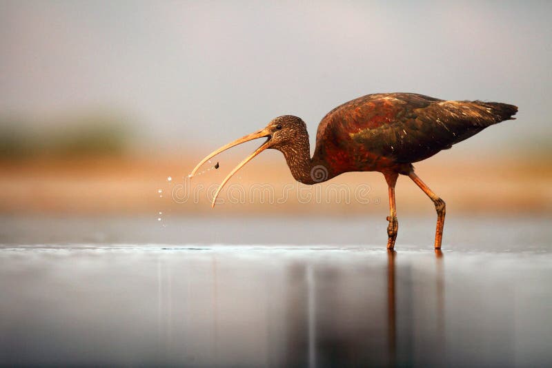 Den glättade ibis Plegadis falcinellus söker efter livsmedel i den grunda lagunen arkivfoton Den glättade ibis Plegadis falcinellus söker efter livsmedel i den grunda lagunen arkivfoton