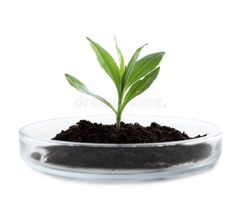 Green plant with soil in Petri dish isolated on white. Biological chemistry. Green plant with soil in Petri dish isolated on white. Biological chemistry