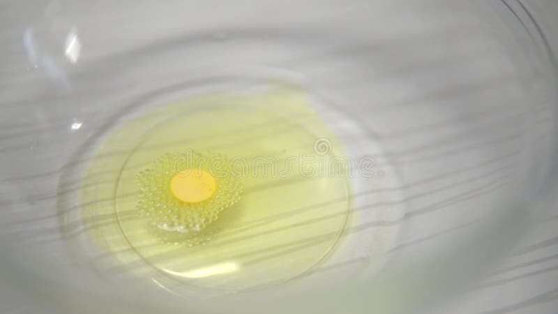 Den gula tabletten löses upp i en flytande platta.. Äggfärg arkivfilmer