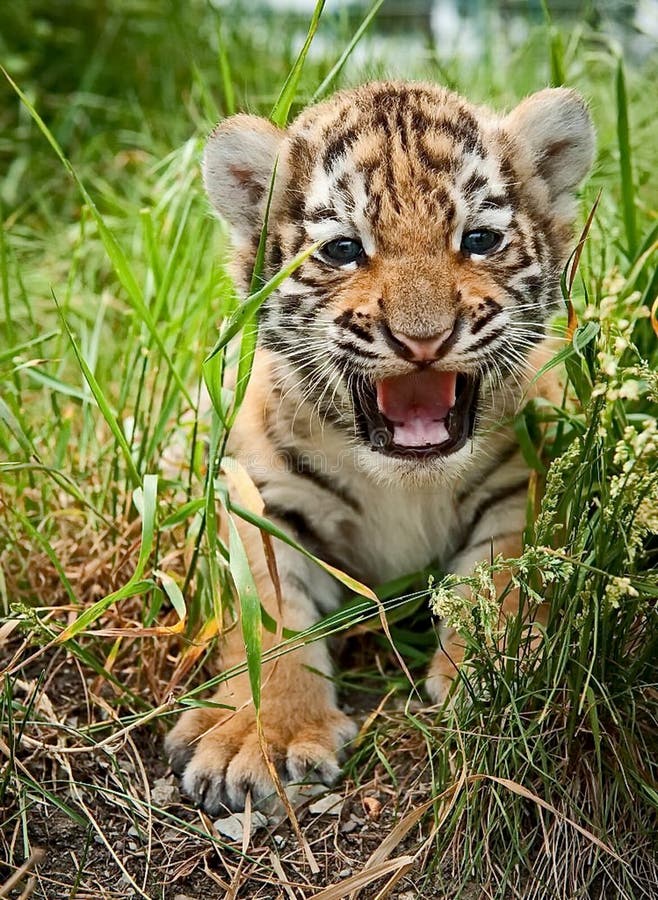 Den gulliga Amur tigergröngölingen ser ut från gräset Den Amur eller Ussuri tigern eller det avlägset - östlig tiger royaltyfria foton Den gulliga Amur tigergröngölingen ser ut från gräset Den Amur eller Ussuri tigern eller det avlägset - östlig tiger royaltyfria foton