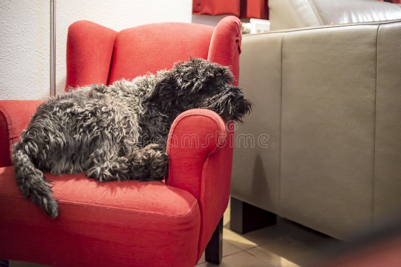 Den gulliga fullblods- svarta miniatyrschnauzeren sover i röda ett barns stol, under ljuset av en golvlampa, i ett hemtrevligt he arkivbild Den gulliga fullblods- svarta miniatyrschnauzeren sover i röda ett barns stol, under ljuset av en golvlampa, i ett hemtrevligt he arkivbild