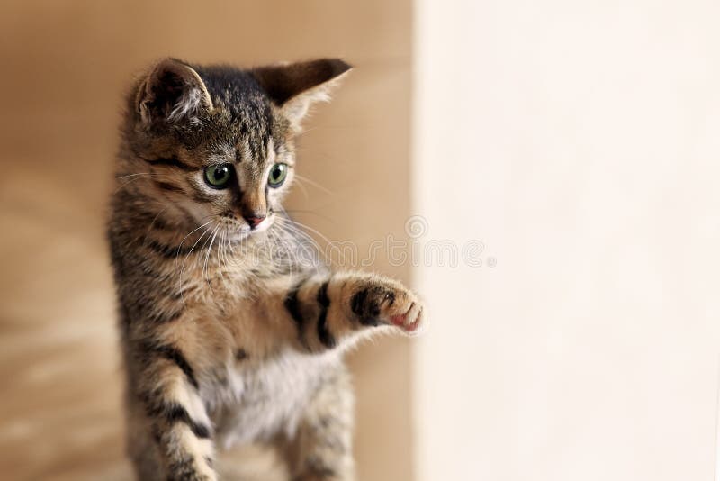 Den gulliga lilla kattungen spelar med solljus Katt av strimmig kattfärg arkivbilder Den gulliga lilla kattungen spelar med solljus Katt av strimmig kattfärg arkivbilder