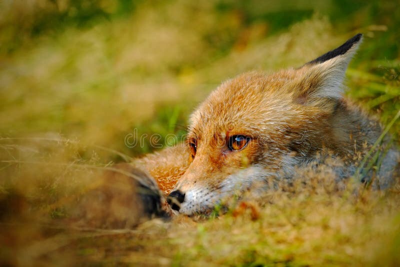 Den gulliga röda räven, Vulpesvulpesen, djur på den gröna skogen med stenar, i naturlivsmiljön, specificerar den head ståenden, Ö royaltyfri bild Den gulliga röda räven, Vulpesvulpesen, djur på den gröna skogen med stenar, i naturlivsmiljön, specificerar den head ståenden, Ö royaltyfri bild