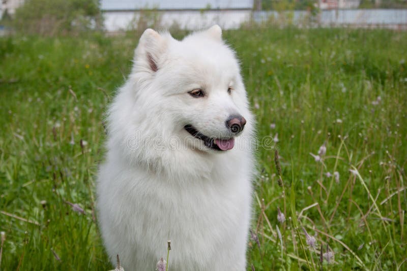 Den gulliga samoyedhunden står i ett grönt gräs arkivfoton Den gulliga samoyedhunden står i ett grönt gräs arkivfoton