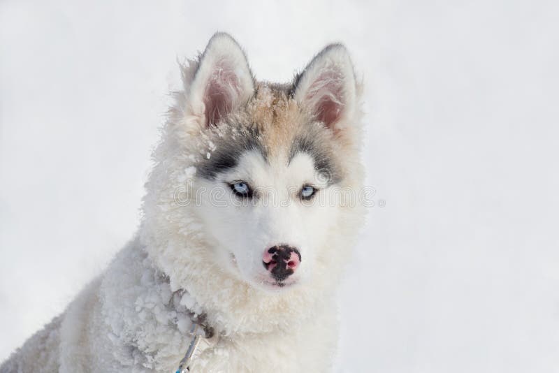 Den gulliga siberian skrovliga valpen sitter på den vita snön Tre gamla månad Älsklings- djur royaltyfri bild Den gulliga siberian skrovliga valpen sitter på den vita snön Tre gamla månad Älsklings- djur royaltyfri bild