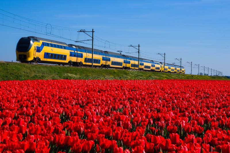 Field with red tulips and passing train on background