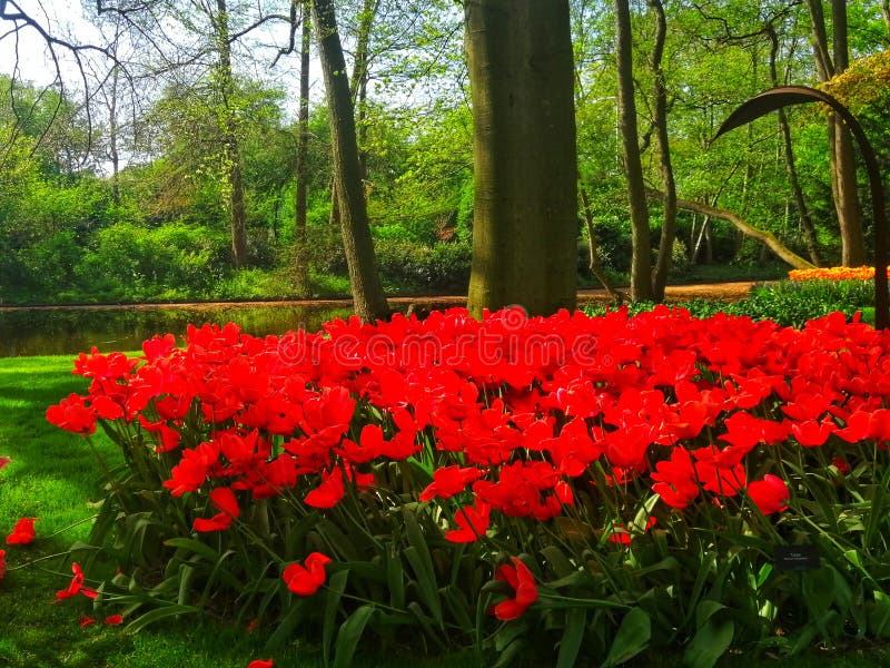 Den Holland sikten av keukenhof parkerar royaltyfri foto Den Holland sikten av keukenhof parkerar royaltyfri foto