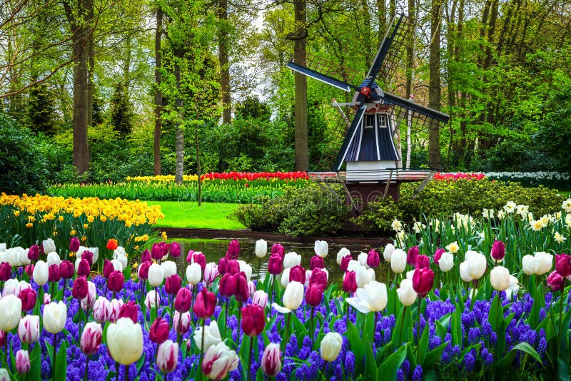 Den holländska väderkvarnen och färgrika nya tulpan i Keukenhof parkerar, Nederländerna royaltyfri bild Den holländska väderkvarnen och färgrika nya tulpan i Keukenhof parkerar, Nederländerna royaltyfri bild