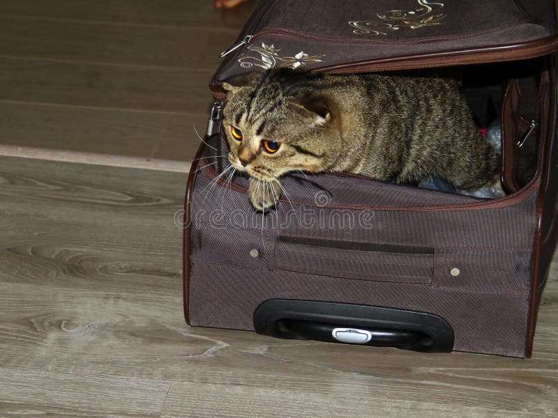 Den härliga brittiska katten försöker att få ut ur resväskan arkivfoton Den härliga brittiska katten försöker att få ut ur resväskan arkivfoton
