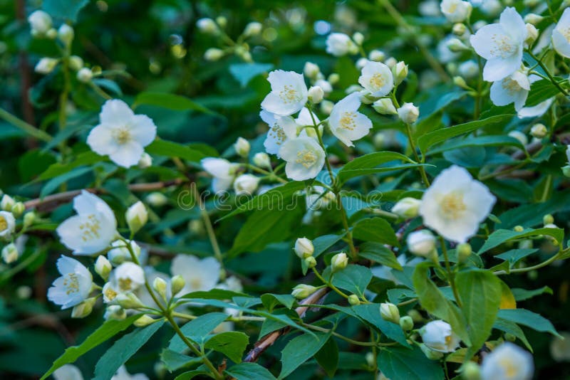 Den härliga fantastiska vita jasmin blommar på busken i trädgården royaltyfria bilder Den härliga fantastiska vita jasmin blommar på busken i trädgården royaltyfria bilder