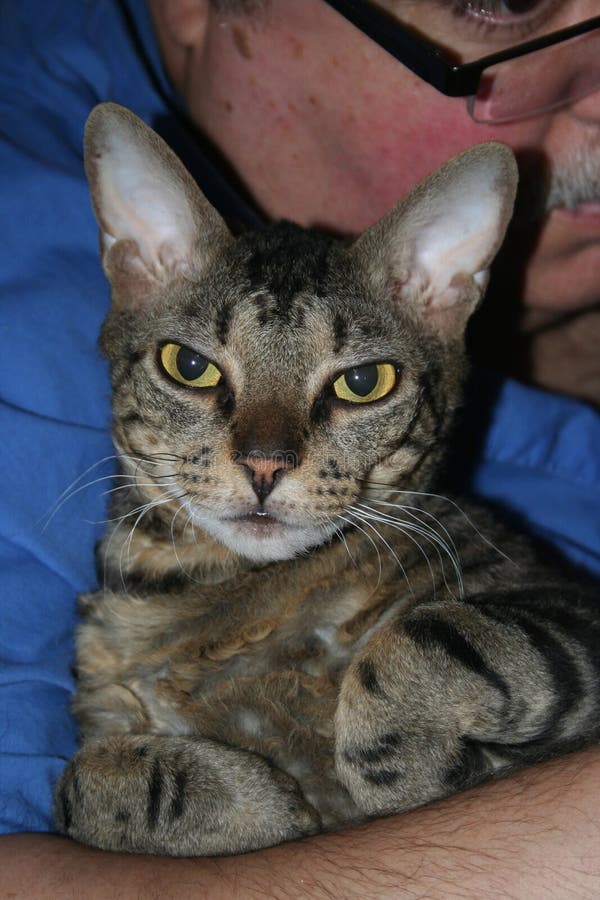 Den härliga fläckiga Devon Rex katten smyga sig i hennes förlages armar fotografering för bildbyråer Den härliga fläckiga Devon Rex katten smyga sig i hennes förlages armar fotografering för bildbyråer