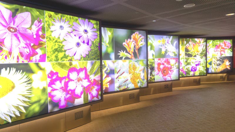 Den härliga futurustic blomman föreställer utställning i blommakupolträdgård royaltyfria bilder Den härliga futurustic blomman föreställer utställning i blommakupolträdgård royaltyfria bilder