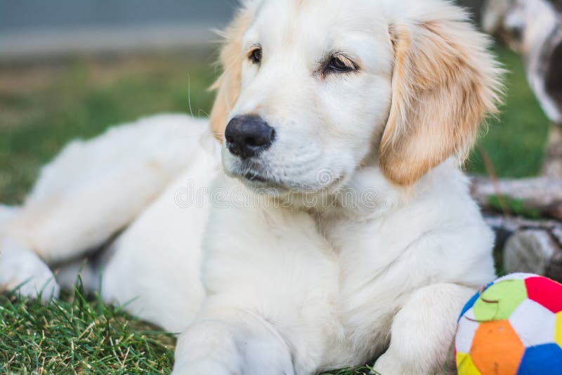 Den härliga golden retrievervalpen vilar nära en färgrik boll arkivfoton Den härliga golden retrievervalpen vilar nära en färgrik boll arkivfoton