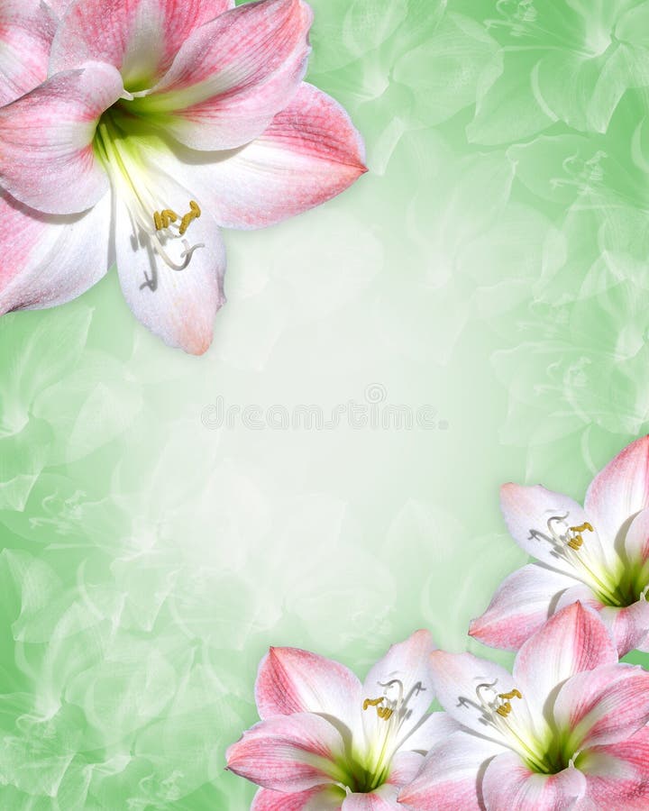 Den härliga kanten blommar pink royaltyfri illustrationer