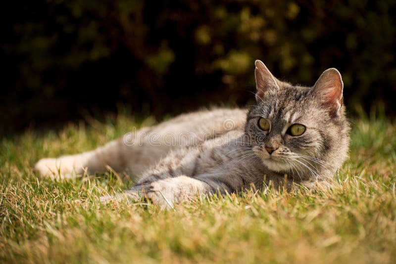 Den härliga katten är utanför i naturen royaltyfri bild